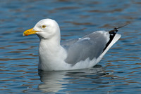 Larus argentatus  HERRING GULL 6001330 z