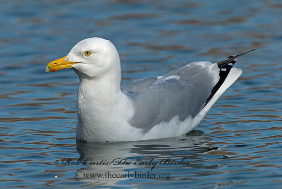 Larus argentatus  HERRING GULL 6001330 z