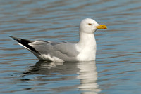 Larus argentatus  HERRING GULL 6001333 z