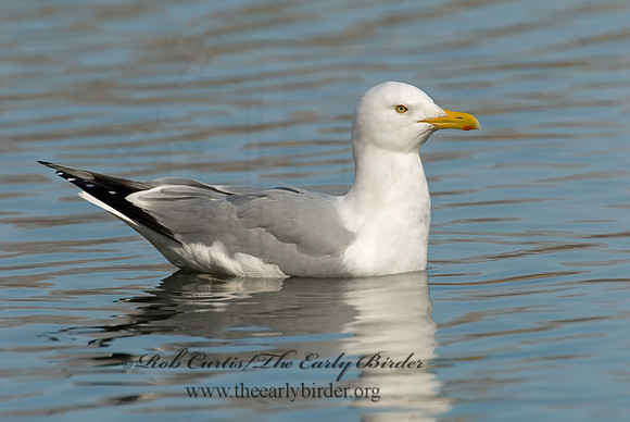 Larus argentatus  HERRING GULL 6001333 z