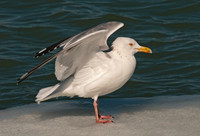 Larus argentatus  HERRING GULL 3006536 z