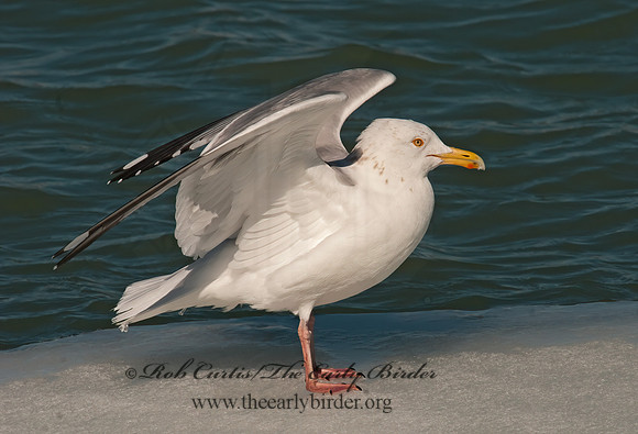 Larus argentatus  HERRING GULL 3006536 z