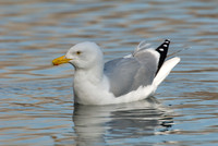 Larus argentatus  HERRING GULL 6001334 z