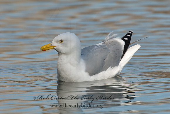 Larus argentatus  HERRING GULL 6001334 z