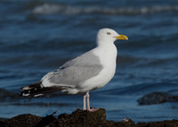 Larus argentatus  HERRING GULL 9002761 z