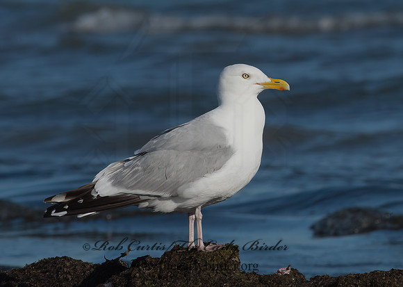 Larus argentatus  HERRING GULL 9002761 z