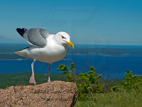 Larus argentatus  HERRING GULL 9032546z