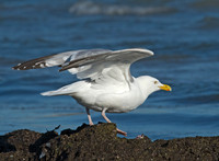 Larus argentatus  HERRING GULL 9002762 z