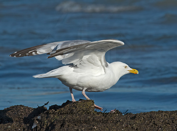 Larus argentatus  HERRING GULL 9002762 z