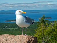 Larus argentatus  HERRING GULL 9032547z
