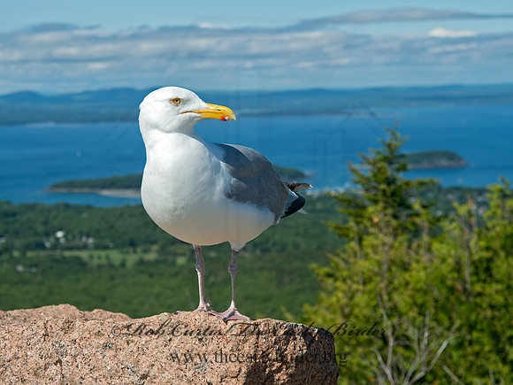 Larus argentatus  HERRING GULL 9032547z
