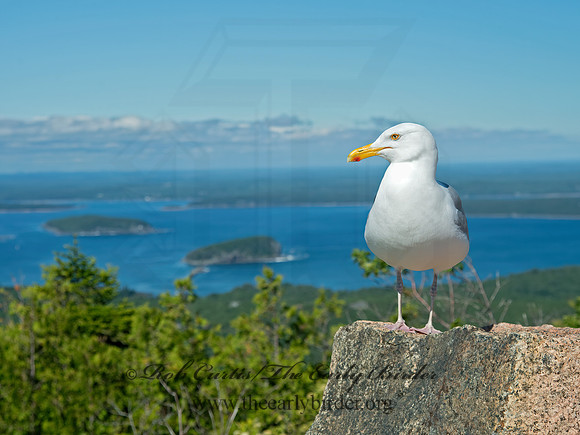Larus argentatus  HERRING GULL 9032548z