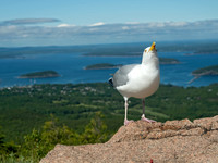 Larus argentatus  HERRING GULL 9032550z