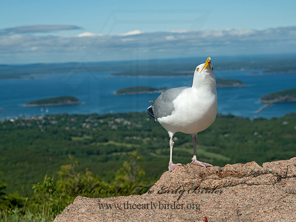 Larus argentatus  HERRING GULL 9032550z
