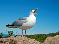 Larus argentatus  HERRING GULL 9032559z
