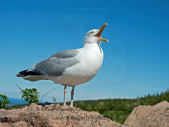Larus argentatus  HERRING GULL 9032559z