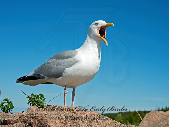 Larus argentatus  HERRING GULL 9032563z