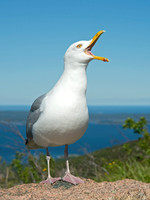 Larus argentatus  HERRING GULL 9032565z