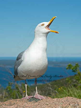 Larus argentatus  HERRING GULL 9032565z