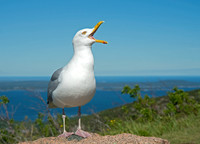 Larus argentatus  HERRING GULL 9032564z