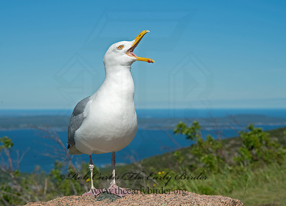 Larus argentatus  HERRING GULL 9032564z