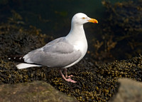 Larus argentatus  HERRING GULL 9033503z
