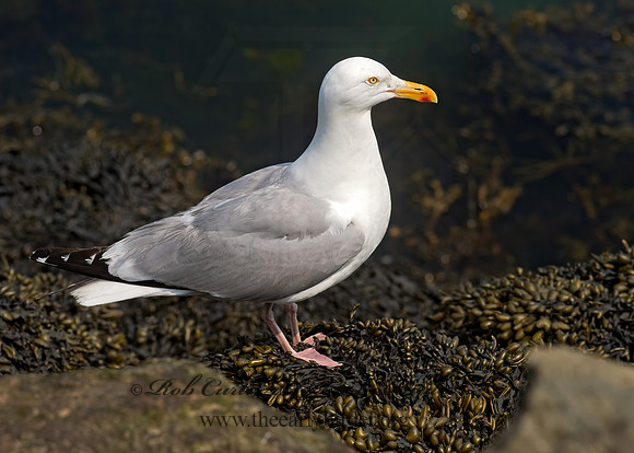 Larus argentatus  HERRING GULL 9033503z