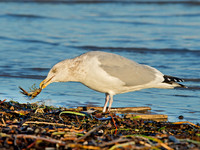 Larus argentatus  HERRING GULL  9026341z
