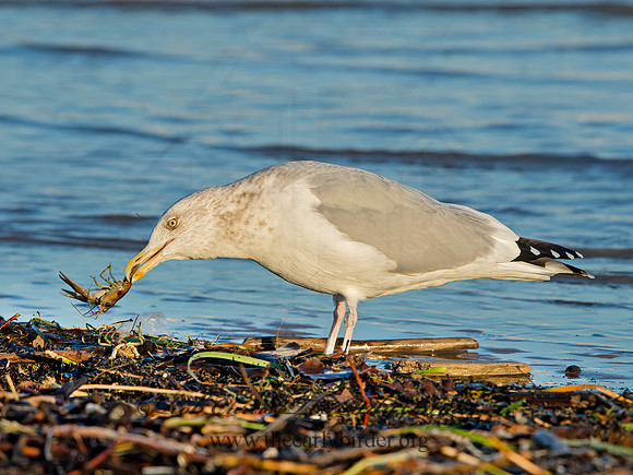 Larus argentatus  HERRING GULL  9026341z
