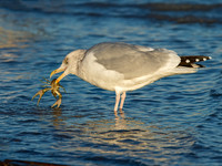 Larus argentatus  HERRING GULL  9026348z