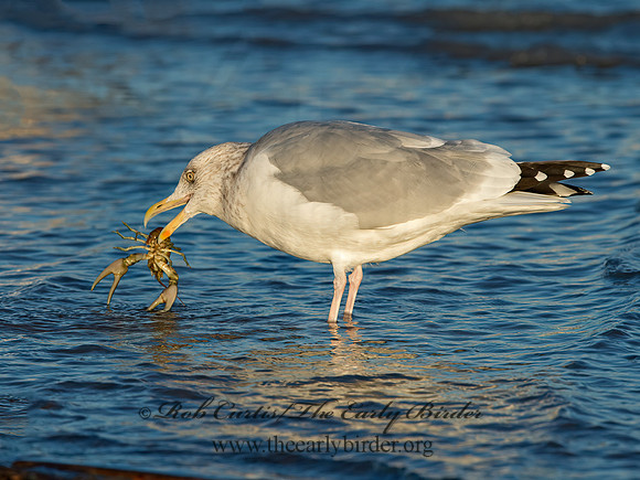 Larus argentatus  HERRING GULL  9026348z