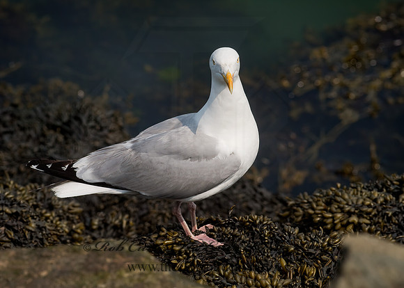 Larus argentatus  HERRING GULL 9033502z