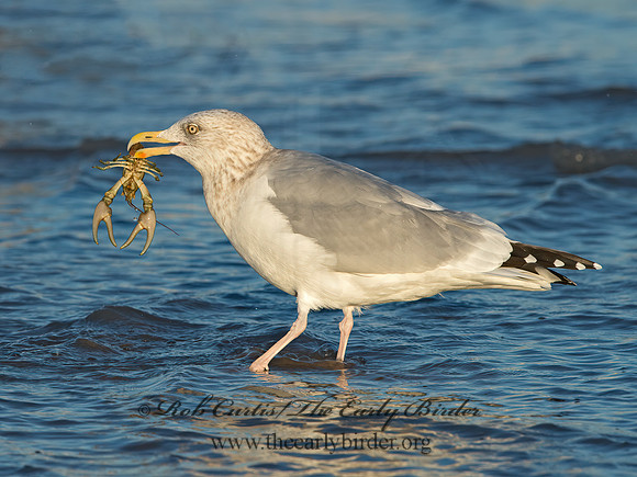 Larus argentatus  HERRING GULL  9026350z