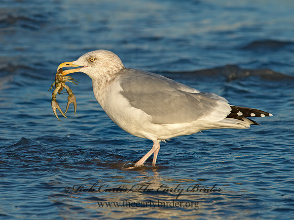 Larus argentatus  HERRING GULL  9026351z