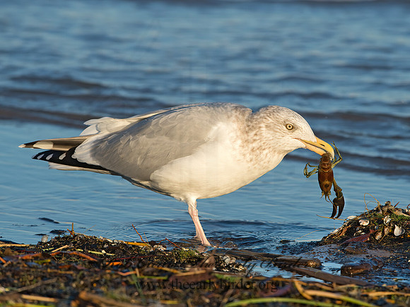 Larus argentatus  HERRING GULL  9026354z