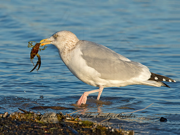 Larus argentatus  HERRING GULL  9026358z