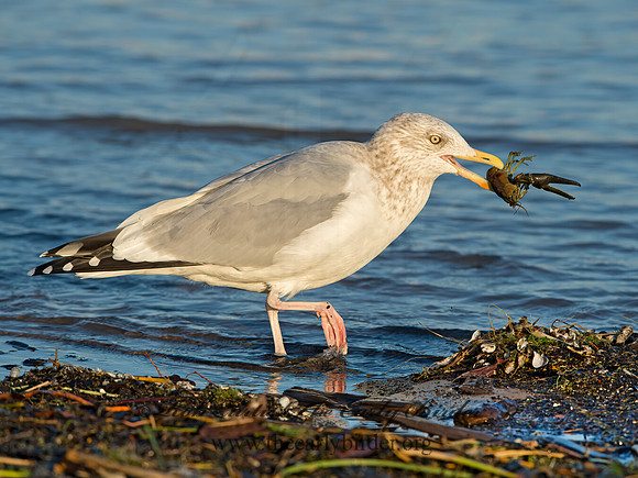 Larus argentatus  HERRING GULL  9026356z