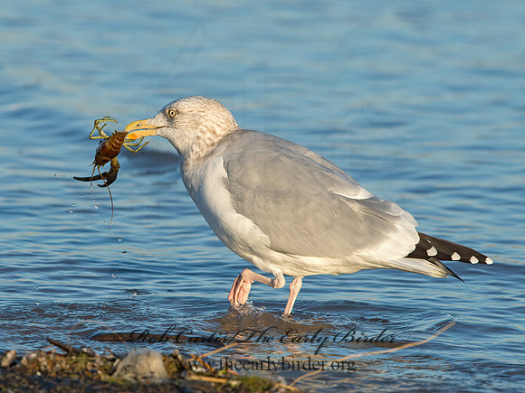 Larus argentatus  HERRING GULL  9026359z