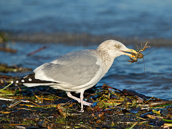 Larus argentatus  HERRING GULL  9026376z
