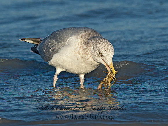 Larus argentatus  HERRING GULL  9026383z