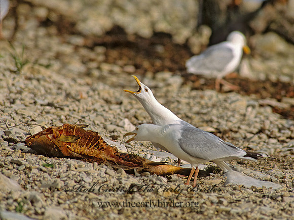 Larus argentatus  HERRING GULL 38927 z