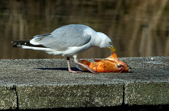 Larus argentatus  HERRING GULL 5004895 z