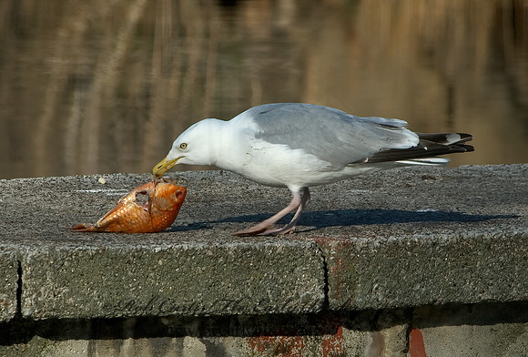 Larus argentatus  HERRING GULL 5004896 z