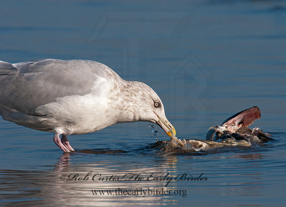 Larus argentatus  HERRING GULL 3010377 z