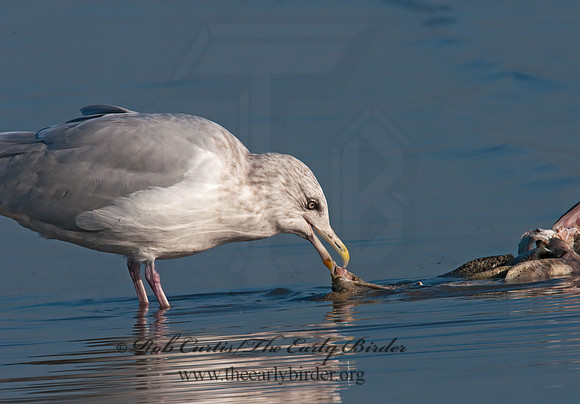 Larus argentatus  HERRING GULL 3010379 z