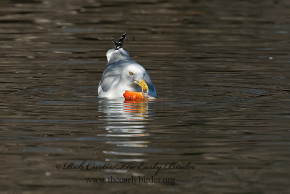 Larus argentatus  HERRING GULL 5018483 z