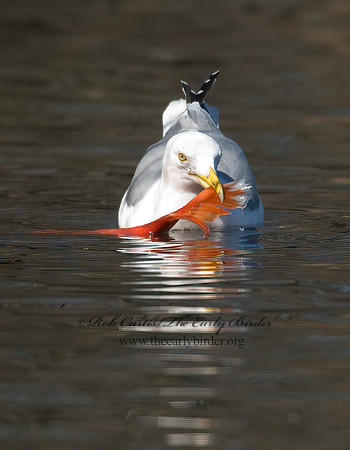 Larus argentatus  HERRING GULL 5018486 V z