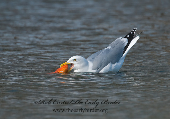 Larus argentatus  HERRING GULL 6001329 z