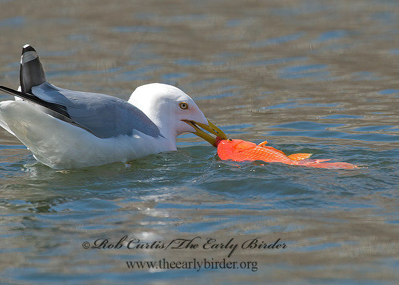 Larus argentatus  HERRING GULL 6001927 z