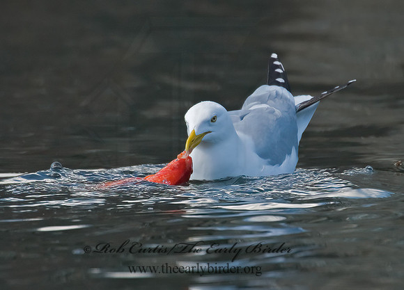 Larus argentatus  HERRING GULL 6001936 z